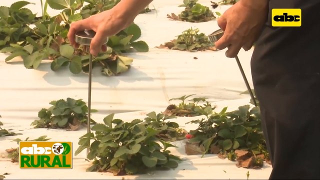 Abc Rural: Diferencia de temperatura entre mulching negro y blanco (II)