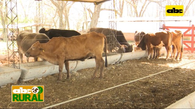 Abc Rural: Nutrición de vacas mestizas o criollas desde terneras hasta vaquillas
