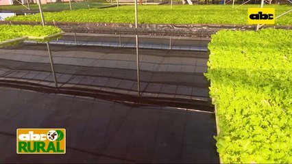 Abc Rural: Producción hidropónica en sistema floating paso a paso (I)