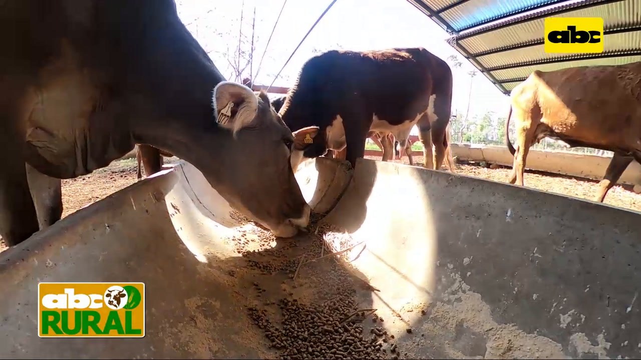 Abc Rural: Tres tips nutricionales para vacas lecheras en producción