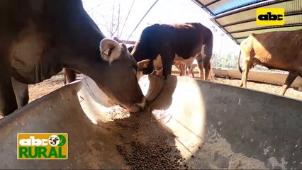 Abc Rural: Tres tips nutricionales para vacas lecheras en producción