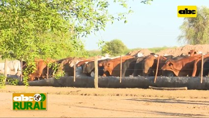 ABC Rural: Testimonio del uso del Pasto Guasu