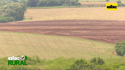 ABC Rural: Variedad de soja Great Seeds tolerante a sequía y suelo pobre