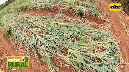 Abc Rural: Uso de sistema de riego aumenta producción de cebolla