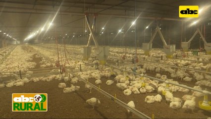 Abc Rural: Galpón automatizado para cría de aves, cortinas, comederos y alertas al celular