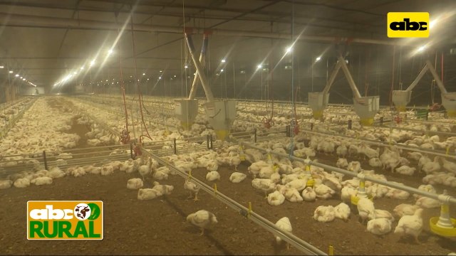 Abc Rural: Galpón automatizado para cría de aves, cortinas, comederos y alertas al celular