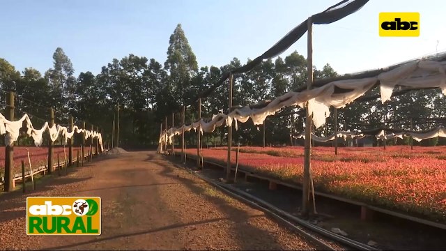 Abc Rural: Cómo definir la densidad de siembra de acuerdo al objetivo forestal