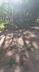 Inadaptados y vándalos rompen vallado en el Botánico para beber y “farrear”