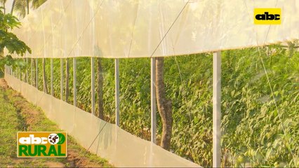 Abc Rural: Preparación de fertirriego con bioestimulante en horticultura