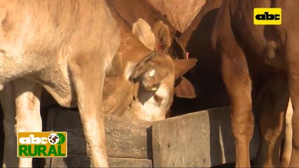 Abc Rural: Separación temporal de terneros para un destete tranquilo