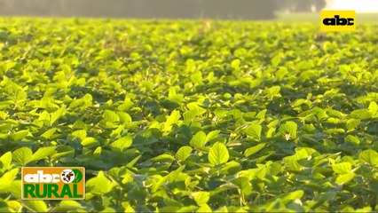 Abc Rural: Cuidados en siembra para soja zafriña