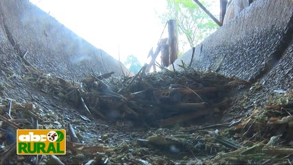 Abc Rural: Personal de un confinamiento de ganado habla de su trabajo