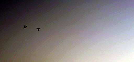 Early in the morning, birds go out in search of their food