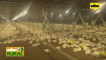 Abc Rural: Ventajas de un galpón automatizado para cría de aves
