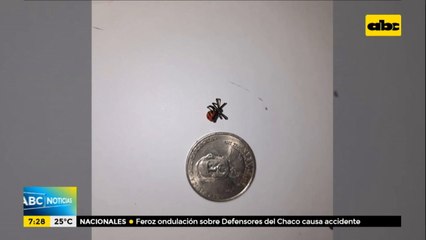 Hombre murió tras ser picado por una araña