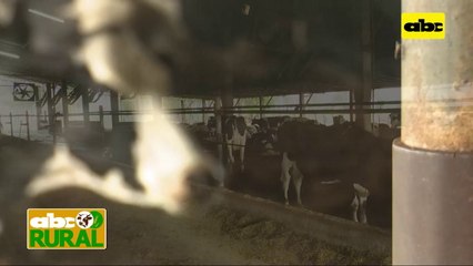 ABC Rural: Nutrición estratégica en vacas para un aumento de preñez