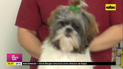 ¿Pensás viajar con tu mascota? Te contamos que trámites tenés que realizar (Parte 1)