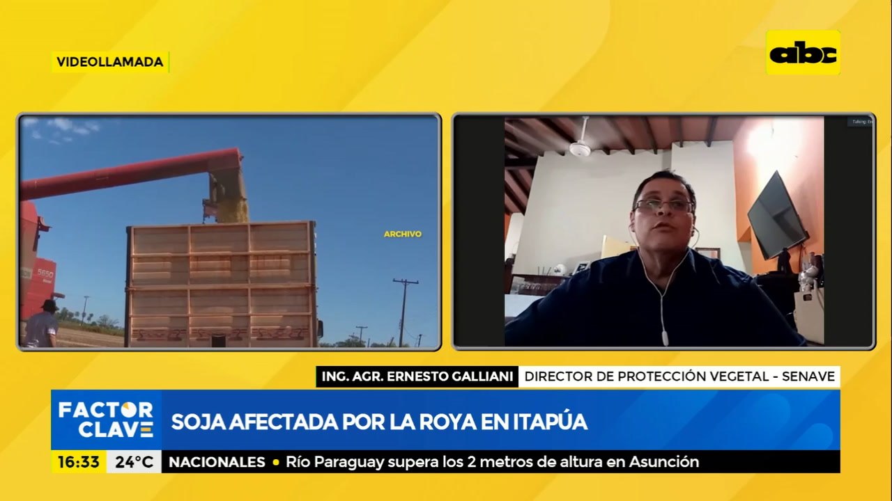 Soja afectada por la roya en Itapúa