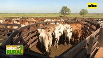 ABC Rural: Paraguay como emisor de gases de efecto invernadero