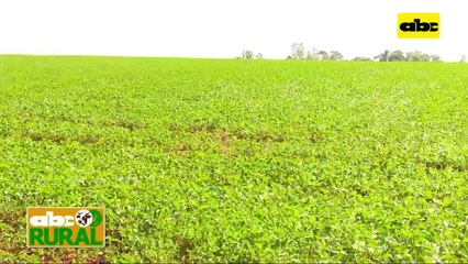 ABC Rural: Control manual de malezas en cultivos extensivos y sus ventajas