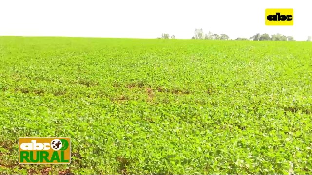 ABC Rural: Control manual de malezas en cultivos extensivos y sus ventajas