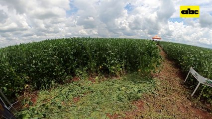 ABC Rural: Great Seeds en jornada de campo en Copronar