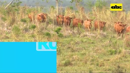 ABC Rural: Manejo nutricional de hembras de reposición en campo natural