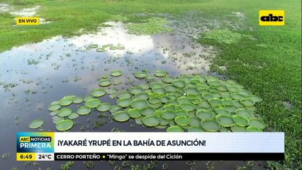 ¡Aparece el Yacaré Yrupé en la Bahía de Asunción!
