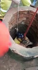 Rescatan con vida un perrito que cayó en un pozo de 13 metros