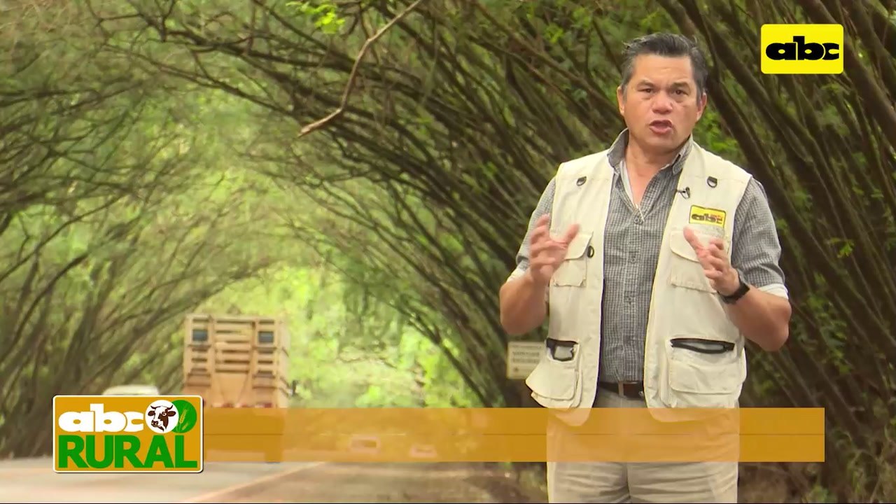 ABC Rural: Productor de sésamo cuenta porque eligió el rubro