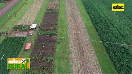 ABC Rural: Trabajo de BAUP para el desarrollo de soja con gen HB4