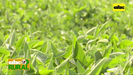 ABC Rural: Soja en el Chaco, fertilizar o no, tipo de suelo y los peladares