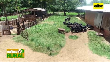 ABC Rural: Qué raza de cabras elegir, de acuerdo al tipo de producción