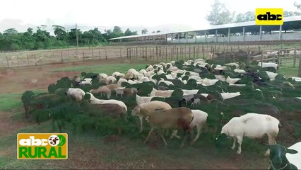 ABC Rural: Importancia de la buena nutrición de hembras ovinas en gestación