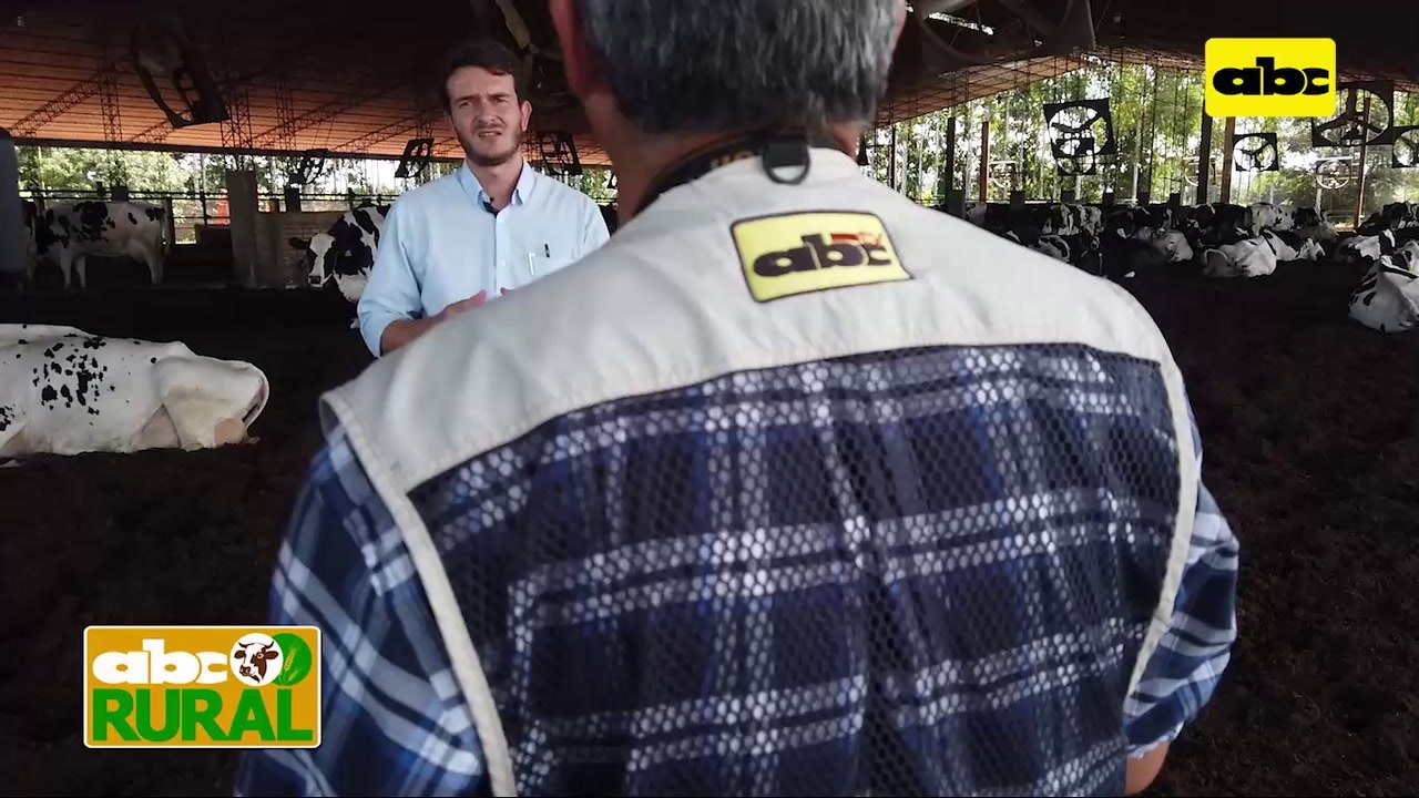 ABC Rural: Nutrición planificada en vacas lecheras dan mejores resultados