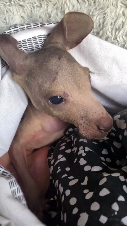 Baby kangaroo 🦘