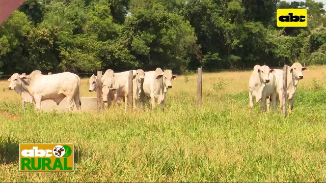 ABC Rural: Cría de Nelore de alta genética en Estancia Salto Diamante