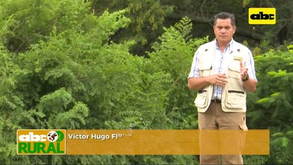 ABC Rural: Cultivo de Canola como opción para otoño-invierno