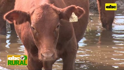 ABC Rural: Agroganadera Farmer (2): Manejo de vacas y terneros en campos bajos