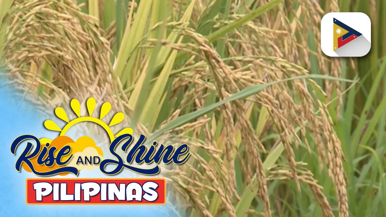 Pagbili ng palay sa mga magsasaka, patuloy na tumataas ayon sa DAR