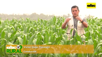 ABC Rural: Chinche en soja zafriña, causas