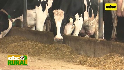ABC Rural: Vacas lecheras producen más cuando reciben confort