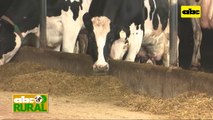 ABC Rural: Vacas lecheras producen más cuando reciben confort