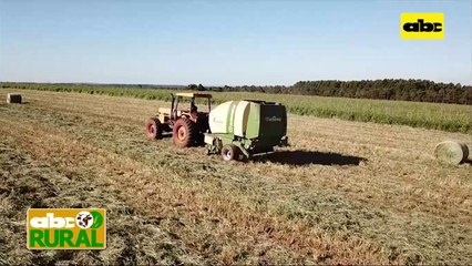 ABC Rural: Comparación económica entre milleto y maíz para nutrición animal