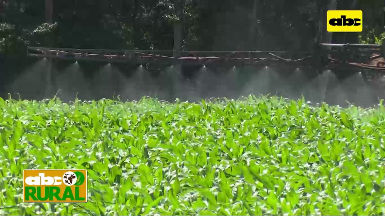 ABC Rural: Productor cuenta su experiencia de 30 años de siembra directa