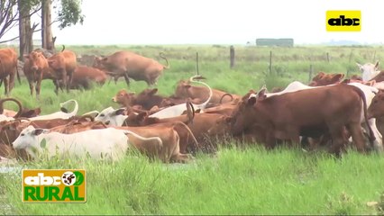 ABC Rural: Criterios de selección genética para lograr Brangus definidos