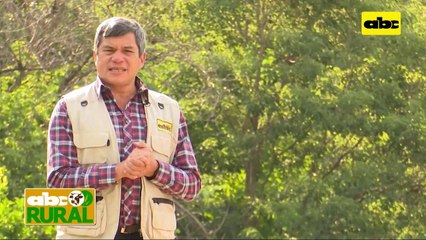 Abc Rural: Producción ganadera en sistema silvopastoril y sus ventajas