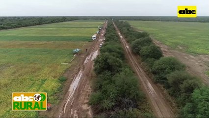 Abc Rural: Jornada de campo de soja en el Chaco organizada por IDEAGRO
