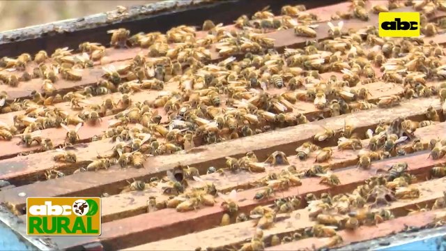 ABC Rural: Tenga en cuenta que, Apicultura y trabajos de invierno