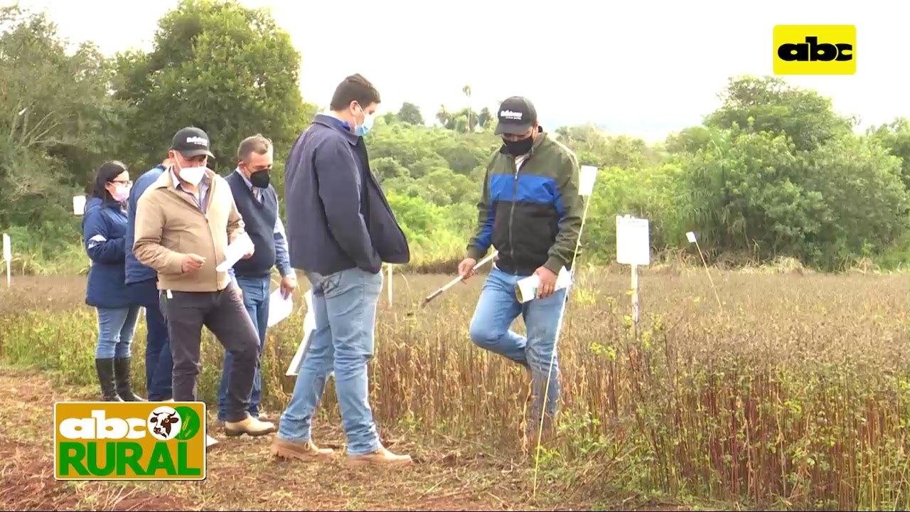 ABC Rural: Productos Rainbow para control de malezas (Bidens/Kapi'una)